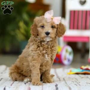 Phoebe, Mini Goldendoodle Puppy